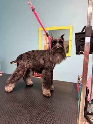 Otto- Mini Schnauzer