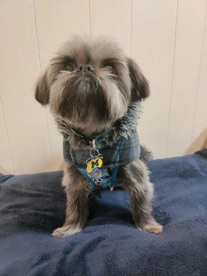 Borton's Doggy Play & Stay