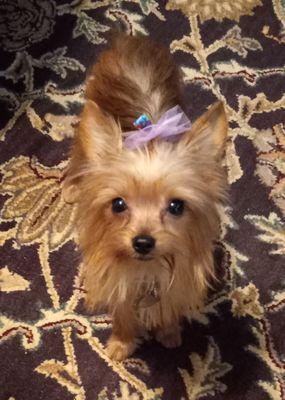 Shed No More Dog Grooming