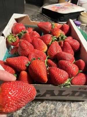 Gary's Strawberries