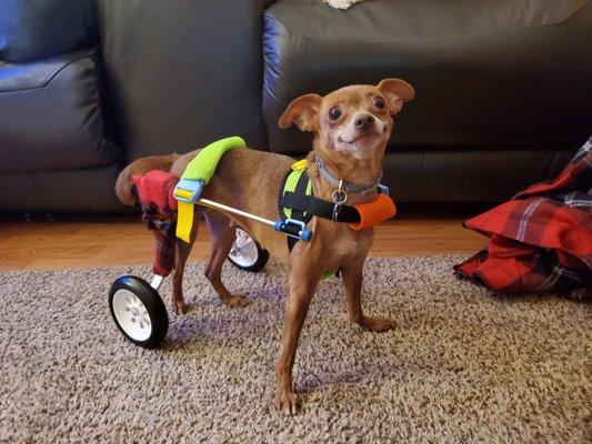 Best Care Animal Hospital