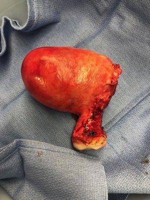 Violi Caterina Obgyn