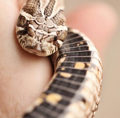 Angel's Pet World