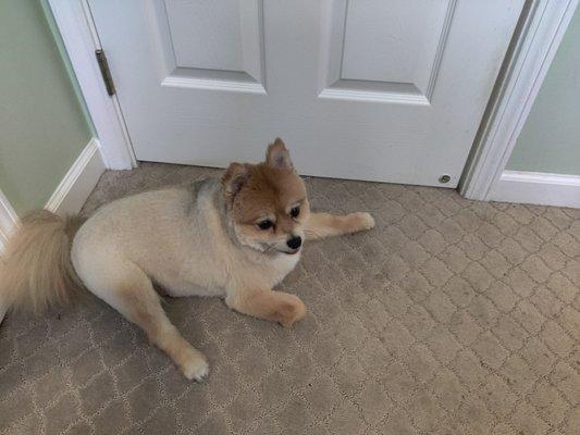 This is after a Teddy bear cut.