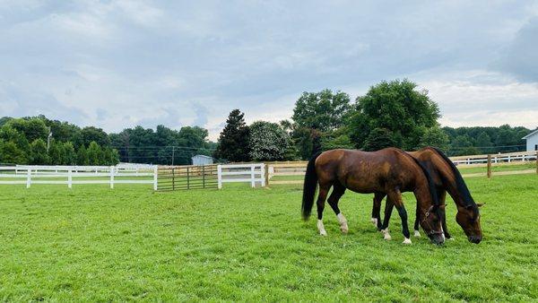 The grazing field at Meadowood