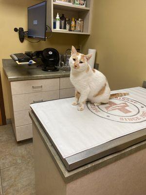 Deerfield Veterinary Hospital