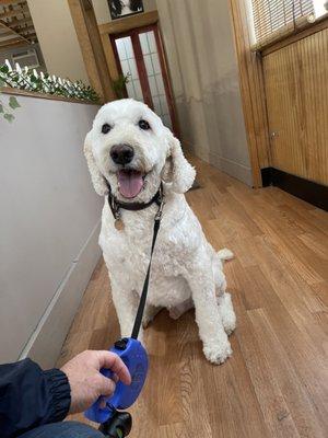 Shaynedoro Pet Beauty Salon