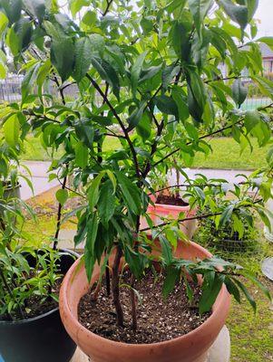 Few hundred trees in side town. It's need tress ,