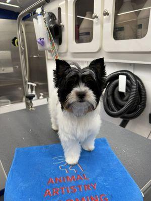 Lily's first groom! What a good girl!