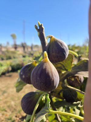 HI Desert Plant Nursery