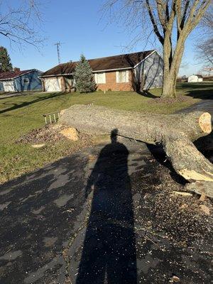 Coops Tree and Landscape Services