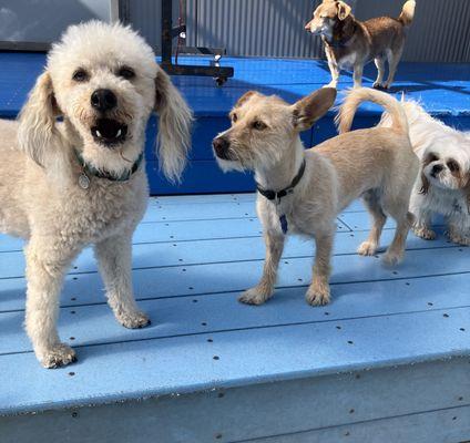 Our pup making friends at DSC!