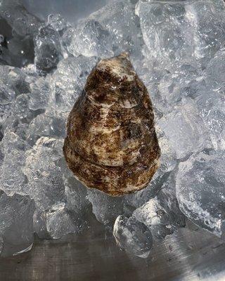 shell. new london bay oysters & kumamoto oysters