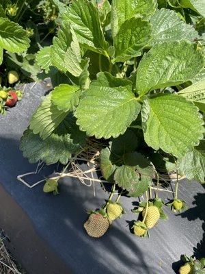 Porter Farms and Nursery