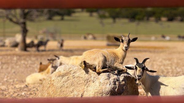 Topsey Exotic Ranch & Drive-Through Park