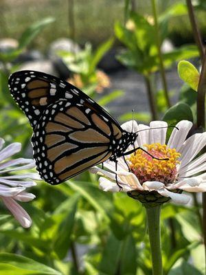 Blossom Valley Fruits & Flowers