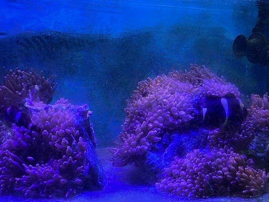 Hong Kong Tropical Fish