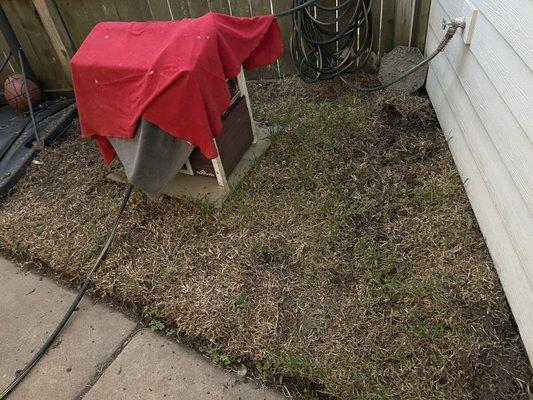 TLH Grass Sod Sales and Installation