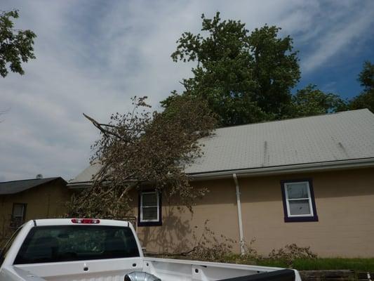 The Stump Grinder Tree Service