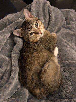 Red Maple Animal Hospital