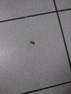 Mal servicio larga espera cucarachas en el lugar