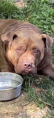 Delilah on her last day.