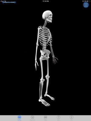 Anterior view of human skeleton