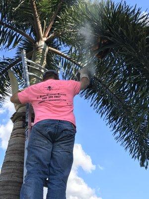 Ed Agocs Honeybee Removal