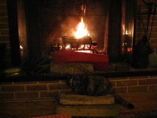 Westport Animal Hospital