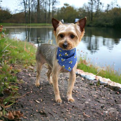 Clippendales Pet Grooming