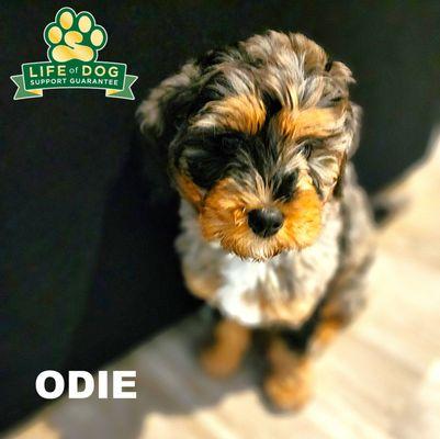 Bark Busters Round Rock