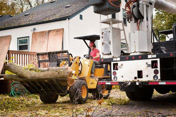 Sunnyvale Tree Removal Services