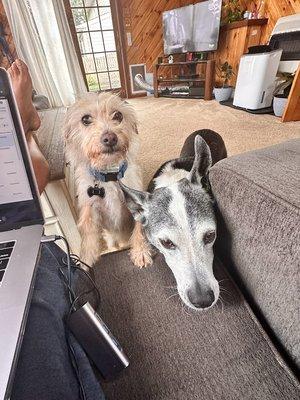 Millies Jiggles & Wiggles