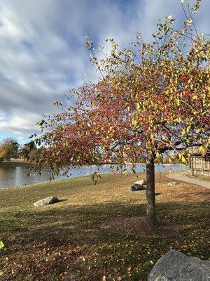 Terrace Park Japanese Gardens