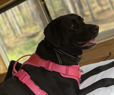 Pawlins Total Pet Care