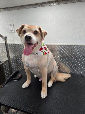 Bark & Waggin Mobile Grooming