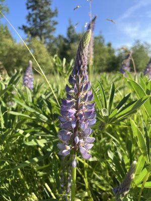 Lupines