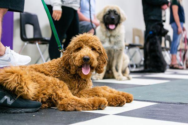 Elite K9 Training & Doggy Daycare