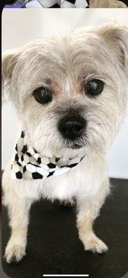 Doggies Ark Mobile Pet Grooming