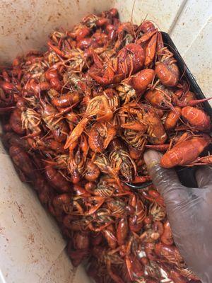Lil Raggz Crawdads