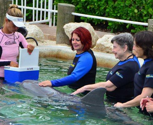 Miami Swim with Dolphin Tours and Tickets