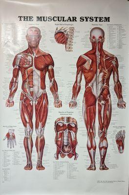 Elizabeth Searle, LMT