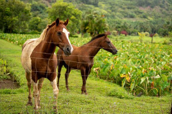 Horses on the property