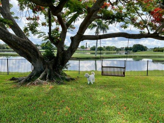 Marco Island Pet Care