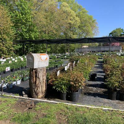 Large selection of daylilies and peonies