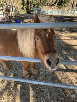 Fox Equine Rescue & Youth Horsemanship Center