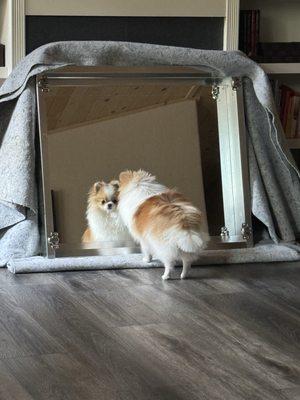 Before you can see her top coat is brown. In the after groom photo you can see it has been shaved off down to the undercoat.