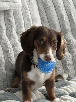 Central Bark Falls Township