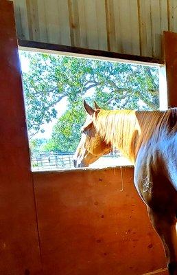 Silver Horse Ranch Tx