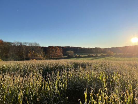 Preston Farms Corn Maze